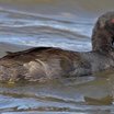 Hawaiian Coot